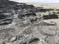 Slate Drawing, Newport Sands, Pembrokeshire July 2018