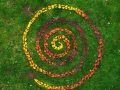 Crab Apple Leaf Spiral, Herefordshire, November 2018