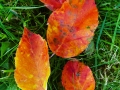 Crab Apple Leaf Spiral, Herefordshire, November 2018
