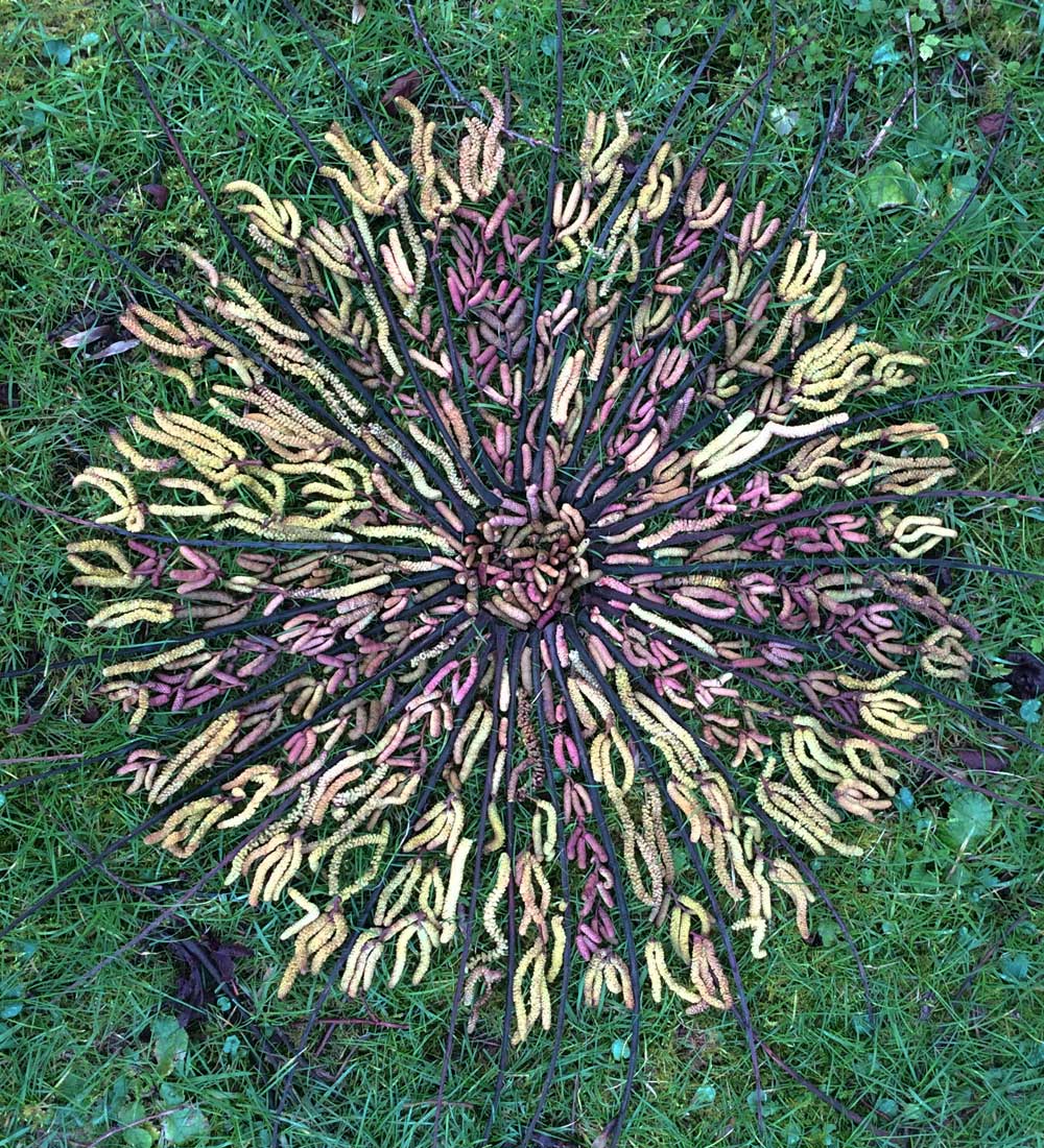 Catkin Circle Drawing, c. 18 inches diameter, found fallen catkins