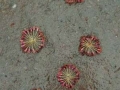 Cherry Blossom Stalk Drawing, c.10cm max in diameter, found fallen cherry blossom stalks