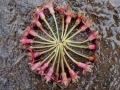 Cherry Blossom Stalk Drawing, c.10cm max in diameter, found fallen cherry blossom stalks