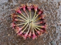 Cherry Blossom Stalk Drawing, c.10cm max in diameter, found fallen cherry blossom stalks