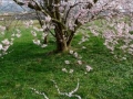 Cherry Blossom Drawing, 5ft x 7ft, found fallen cherry blossoms