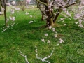 Cherry Blossom Drawing, 5ft x 7ft, found fallen cherry blossoms