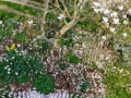 Magnolia Petal Drawing, c. 5ft diameter, found fallen magnolia petals