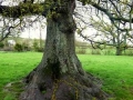 Oak Tree Flower Drawing, c. 4ft, found fallen oak tree flowers