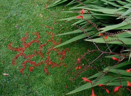 Petal Drawing, 3ft diameter, fallen flower blossoms