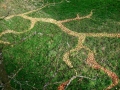 South East Section of Drawing, 100ft x 80ft, Windfallen Apples