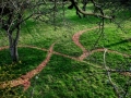 South Section of Drawing, 100ft x 80ft, Windfallen Apples
