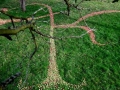 South Section of Drawing, 100ft x 80ft, Windfallen Apples