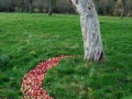 Very Old Tree, 100ft x 80ft, Windfallen Apples