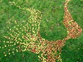 West Section Detail, 100ft x 80ft, Windfallen Apples