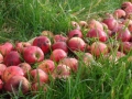 The apples, 100ft x 80ft, Windfallen Apples