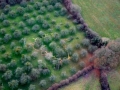 Aerial Photograph of orchard, 100ft x 80ft, Windfallen Apples