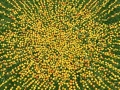 Crab Apple Drawing Out of Nature 2017 3
