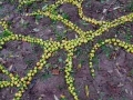 detail, 10 x 6ft, fallen crab apples