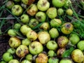 detail, 10 x 6ft, fallen crab apples