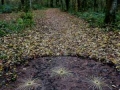 View of the ash leaf stalk drawing facing north east, c. 9ft diameter, found fallen ash leaf stalks
