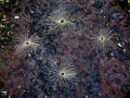 view from above, c. 9ft diameter, found fallen ash leaf stalks