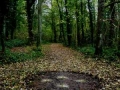 view from public footpath, found fallen ash leaf stalks