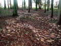sweet chestnut leaf drawing