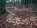 sweet chestnut leaf drawing