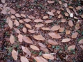 sweet chestnut leaf drawing