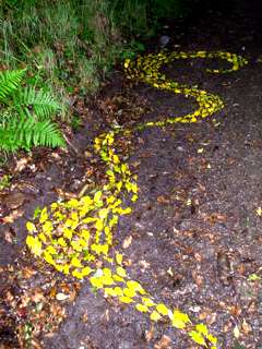 walking along the drawing, 20ft x 5ft, fallen holly leaves