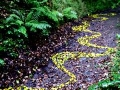 the drawing on approach from the bottom of the track, 20ft x 5 ft, fallen holly leaves