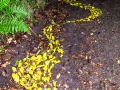 walking along the drawing, 20ft x 5ft, fallen holly leaves