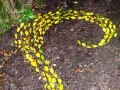 the top end of the drawing, 20ft x 5ft, fallen holly leaves