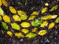 detail of the holly leaves, fallen holly leaves