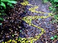 view from the bottom of the drawing, 20ft x 5ft, fallen holly leaves