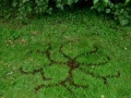 Alder Drawing, 3ft diameter, fallen alder cones