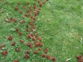 Sweet Chestnut Pods 2