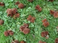 Sweet Chestnut Pods 3