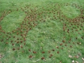 Sweet Chestnut Drawing, 15 x 10ft, fallen sweet chestnuts