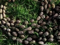 Fir and Larch Cone Drawing, 8 x 6ft, found fallen larch and fir cones
