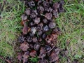 Oak Knopper Gall Drawing, 15 x 20ft, Oak Knopper Galls