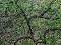 Oak Knopper Gall Drawing, 15 x 20ft, Oak Knopper Galls