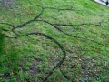 Oak Knopper Gall Drawing, 15 x 20ft, Oak Knopper Galls