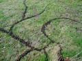 Oak Knopper Gall Drawing, 15 x 20ft, side view