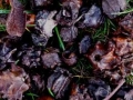 Oak Knopper Gall Drawing, 15 x 20ft, Oak Knopper Galls