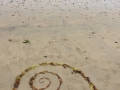 seaweed spiral