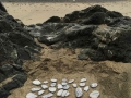 sea shot