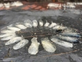 rocks detail