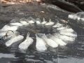 rocks detail