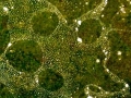 detail, aerial view, 1000ft up, 100ft x 100ft