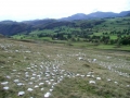 from in the earthwork looking towards castlerigg, 100 x 100ft, microgranite with lime wash